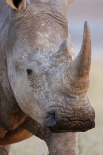 White rhinoceroses