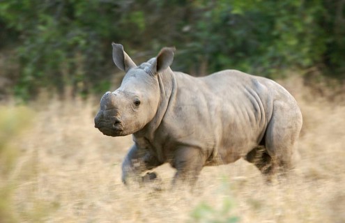 White rhinoceros