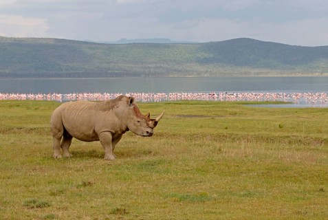 White Rhinoceros