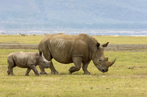 White Rhinoceros