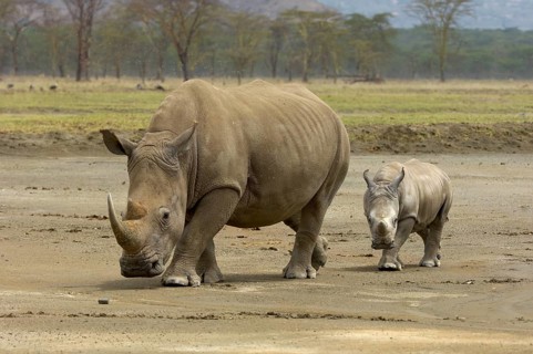 White Rhinoceros