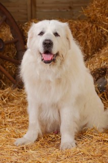 Pyrenean Mountain Dog