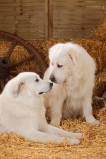 Pyrenean Mountain Dogs