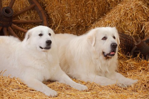 Pyrenean Mountain Dogs