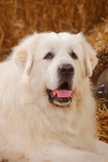 Pyrenean Mountain Dog