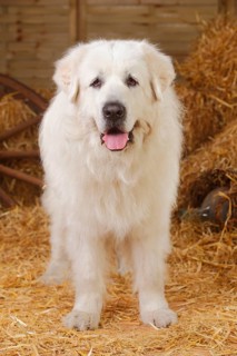 Pyrenean Mountain Dog