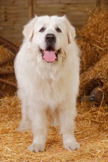 Pyrenean Mountain Dog