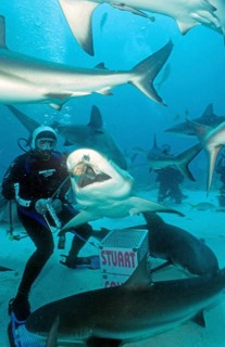 Shark feeding