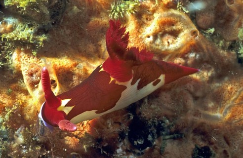 Variable neon slug