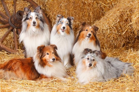 Shelties