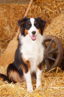 Australian Shepherd