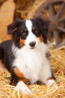 Australian Shepherd