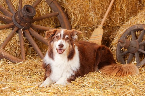 Australian Shepherd