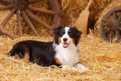 Australian Shepherd