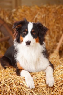 Australian Shepherd