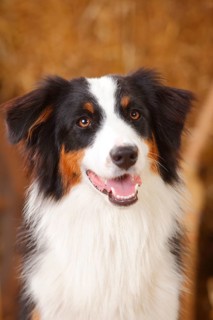 Australian Shepherd