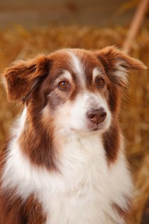 Australian Shepherd