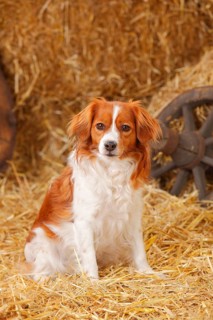 Kooikerhondje