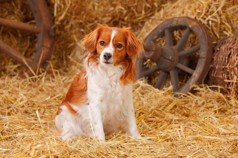 Kooikerhondje