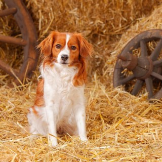 Kooikerhondje