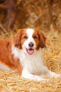 Kooikerhondje