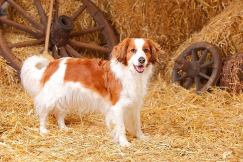 Kooikerhondje