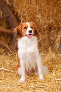 Kooikerhondje