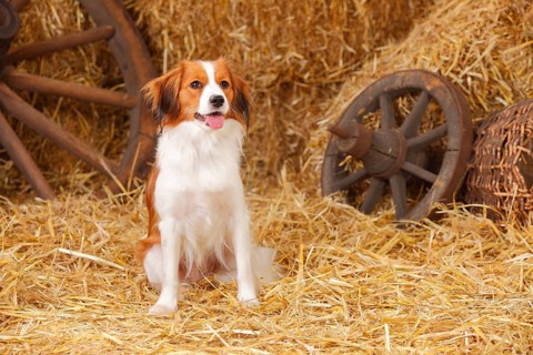 Kooikerhondje