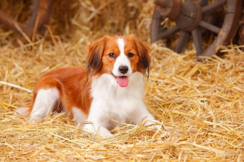Kooikerhondje