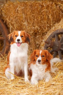 Kooikerhondje