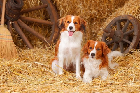 Kooikerhondje
