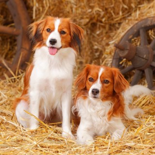 Kooikerhondje