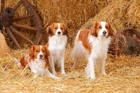 Kooikerhondje
