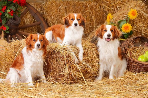 Kooikerhondje
