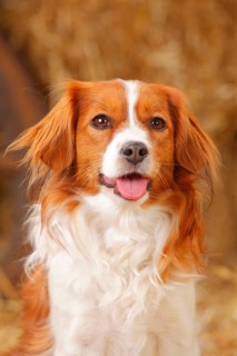 Kooikerhondje