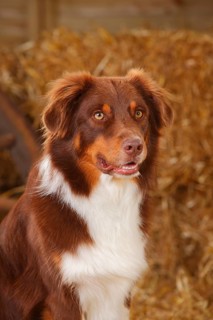 Australian Shepherd