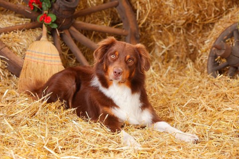 Australian Shepherd