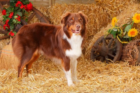 Australian Shepherd