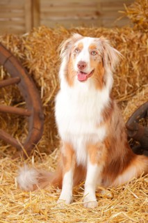 Australian Shepherd