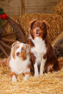 Australian Shepherd
