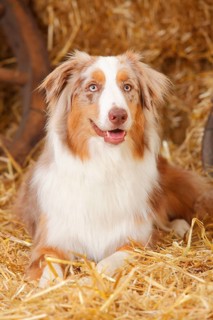Australian Shepherd