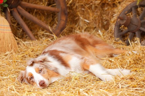 Australian Shepherd