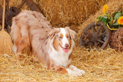 Australian Shepherd