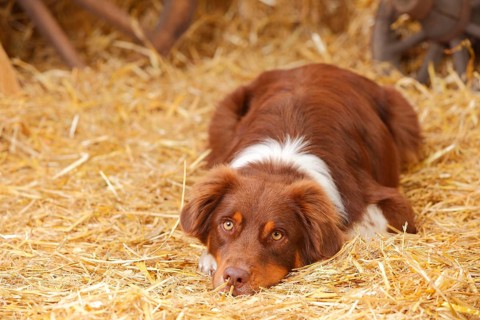 Australian Shepherd