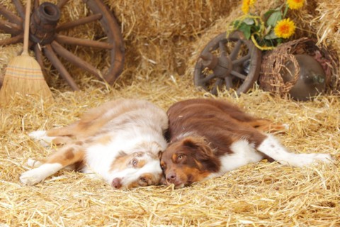 Australian Shepherd
