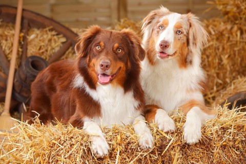 Australian Shepherd