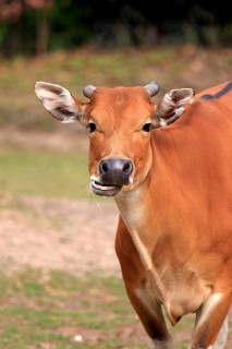 Banteng