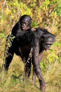 Bonobo