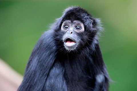 Black-Headed Spider Monkey