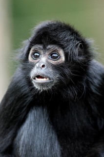 Black-Headed Spider Monkey